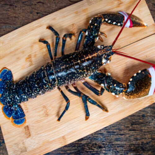 Homard Bleu breton Vivant dès 29.95€